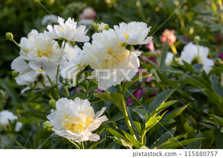 Blooming bush of bomb-shaped white and yellow peonies in the garden Blooming bush of bomb-shaped white and yellow peonies in the garden 115880757