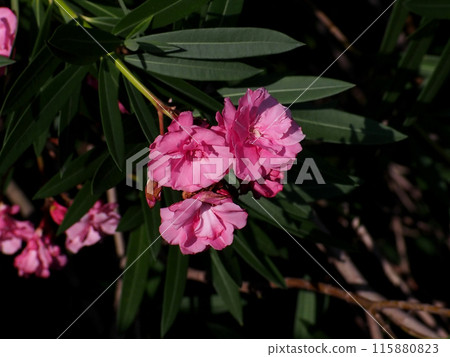 沐浴在陽光下的粉紅色夾竹桃（夾竹桃花枝的尖端） 115880823