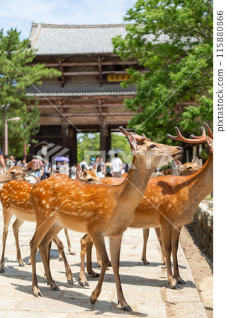 South Gate of Todaiji Temple and deer in Nara 115880866