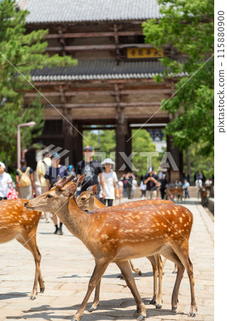 奈良東大寺南門和鹿 奈良東大寺南門和鹿 115880900