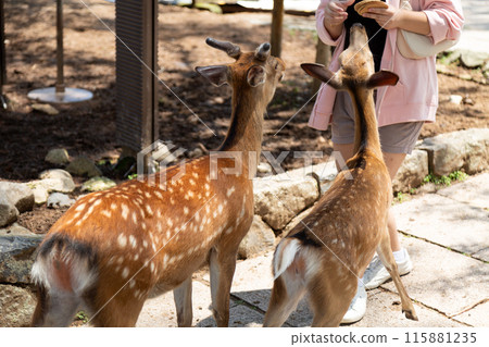 Deer in Nara Park flocking to deer crackers Deer in Nara Park flocking to deer crackers 115881235