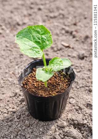 Potted seedlings: Mini melon 115881341