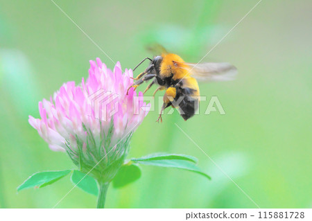 Bumblebee sucking nectar from red clover 115881728