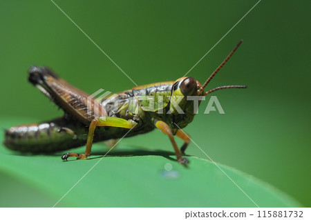 Baby migratory grasshopper 115881732