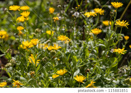 Yellow calendula flowers in the garden 115881851