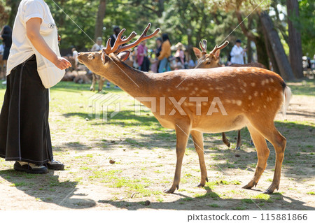 Tourists giving deer crackers to the deer in Nara Park Tourists giving deer crackers to the deer in Nara Park 115881866