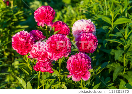 Flower double deep pink peony Mary Jo Legare, blooming paeonia lactiflora in summer garden 115881870
