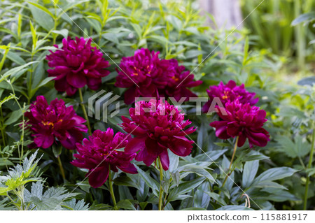 Paeonia Lactiflora Grp Peter Brand in garden 115881917