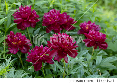 Paeonia Lactiflora Grp Peter Brand in garden 115881921
