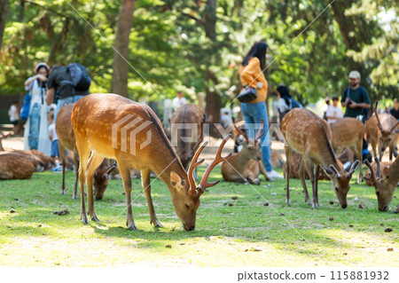 Deer in Nara Park Deer in Nara Park 115881932