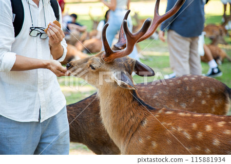 Tourists giving deer crackers to the deer in Nara Park Tourists giving deer crackers to the deer in Nara Park 115881934
