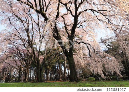 Shijima Park, Midori Sakura 115881957