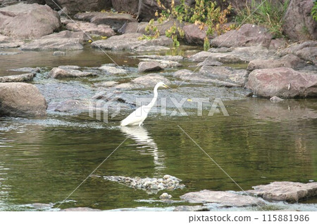 An image of a white heron looking for food on the Daecheongcheon trail. An image of a white heron looking for food on the Daecheongcheon trail. 115881986
