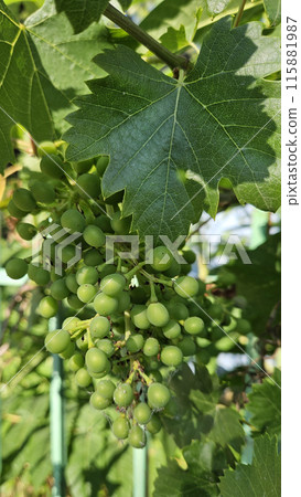 A bunch of unripe grapes, close-up 115881987