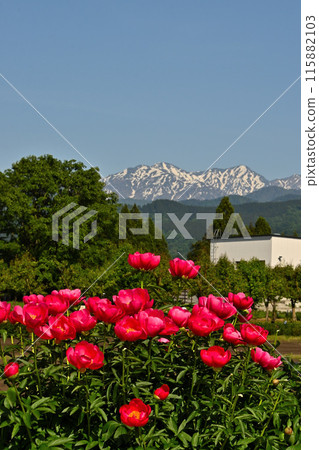 立山連峰紅牡丹殘雪 115882103