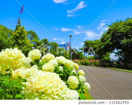 Hydrangea in the hill park where you can see the harbor 115882459