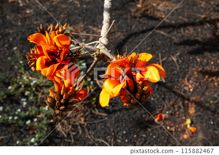 Orange blossom of Erythrina Edulis, Spain 115882467
