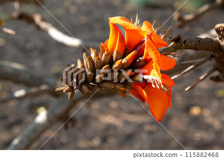 Orange blossom of Erythrina Edulis, Spain 115882468