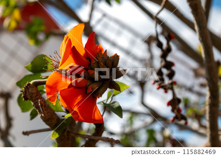 Orange blossom of Erythrina Edulis, Spain Orange blossom of Erythrina Edulis, Spain 115882469