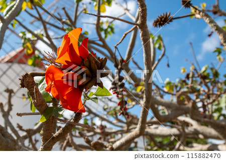 Orange blossom of Erythrina Edulis, Spain Orange blossom of Erythrina Edulis, Spain 115882470