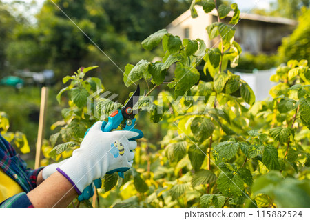 Pruning raspberry bushes. Autumn garden work. Gloved hands Pruning raspberry bushes. Autumn garden work. Gloved hands 115882524