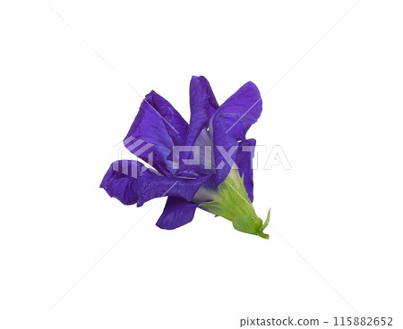 Butterfly pea flower with leaves isolated on white background 115882652