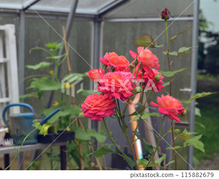 Still life with beautiful plants and flowers of rose in green house or glasshouse. Spring and summer botanical garden background 115882679