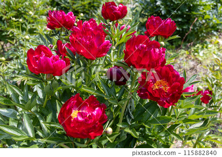 Herbaceous peonies Chervonnyj Oksamit in flowers. Red peony oscamite 115882840