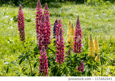 Lupines, lupine plant with pink, yellow, purple flowers growing in the garden Lupines, lupine plant with pink, yellow, purple flowers growing in the garden 115882841