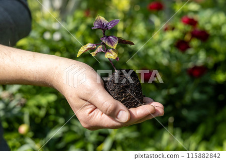 A male farmer holds a basil seedling in his hands. Agriculture and farming concept. A male farmer holds a basil seedling in his hands. Agriculture and farming concept. 115882842