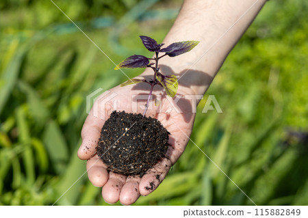 A male farmer holds a basil seedling in his hands. Agriculture and farming concept. 115882849