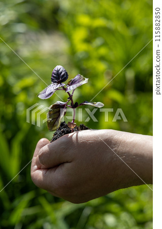 A male farmer holds a basil seedling in his hands. Agriculture and farming concept. 115882850