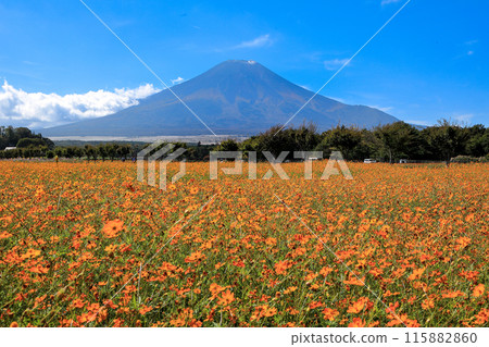 Kibana Cosmos Autumn Yamanakako Hananomiyako Park Kibana Cosmos Autumn Yamanakako Hananomiyako Park 115882860