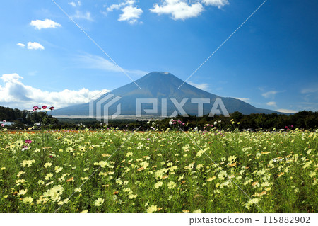 秋天的山中湖花宮公園，白波斯菊盛開 115882902