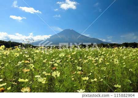 White Cosmos blooms in autumn at Lake Yamanaka Hananomiyako Park 115882904