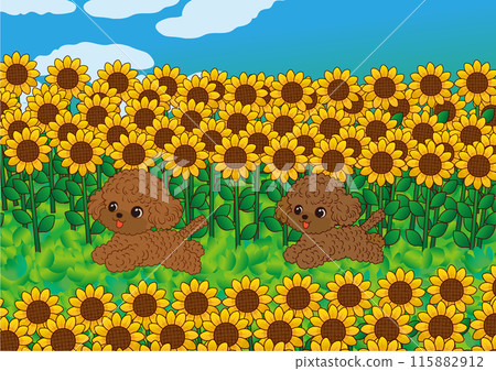 Toy poodle running around in a sunflower field 115882912