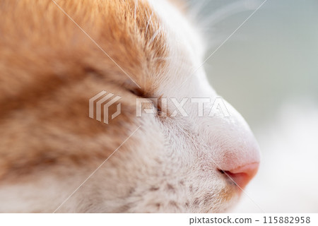 Cat profile: brown tabby and white 115882958