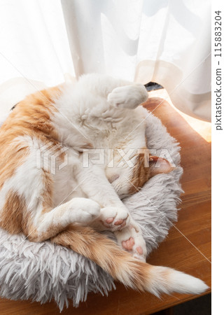 Cute cat sleeping in a funny pose Brown tabby white Cute cat sleeping in a funny pose Brown tabby white 115883204