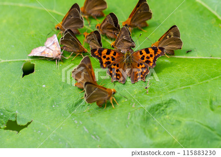 Butterfly Trap Butterfly Trap 115883230
