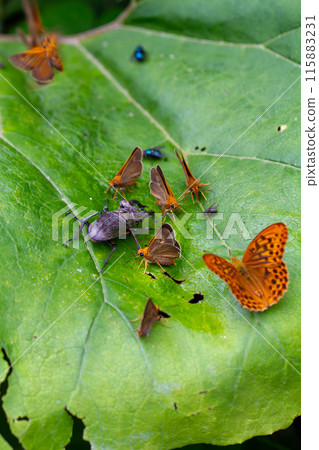 Butterfly Trap 115883231