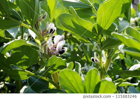 三月春花開的蠶豆田 115883246