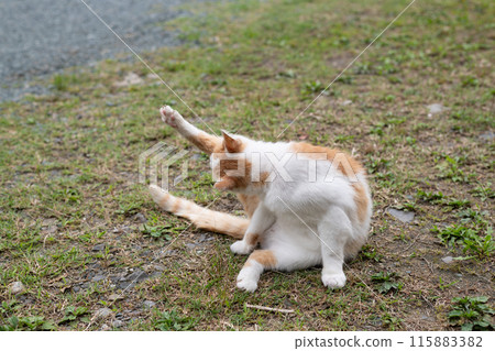 Grooming cat, brown-white cat Grooming cat, brown-white cat 115883382