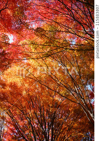 Momiji who changed leaves Momiji who changed leaves 115883807