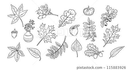 Autumn doodle set with leaves and berries. Autumn doodle set with leaves and berries. 115883926
