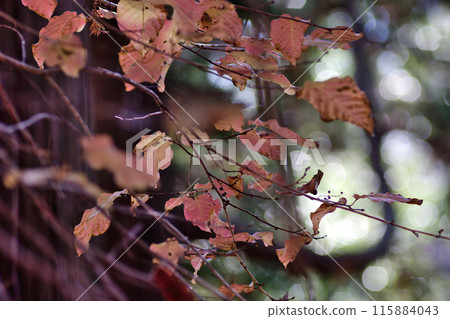 Autumn leaves Autumn leaves 115884043