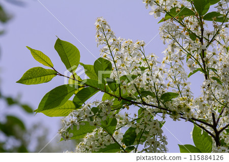 Selective focus photo. Bird cherry tree , Prunus padus blooming Selective focus photo. Bird cherry tree , Prunus padus blooming 115884126