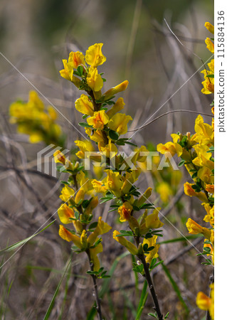 Chamaecytisus ruthenicus blooms in the wild in spring 115884136