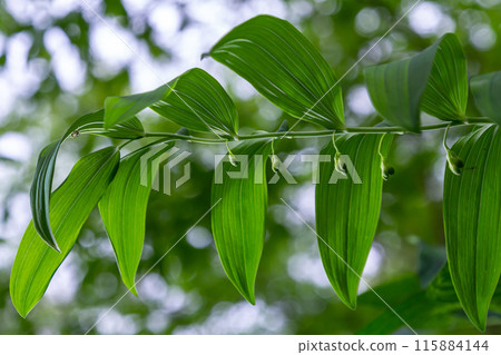 Polygonatum multiflorum flower in meadow, close up Polygonatum multiflorum flower in meadow, close up 115884144