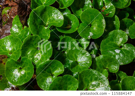 Shiny green foliage from wild ginger plants, Asarum europaeum Shiny green foliage from wild ginger plants, Asarum europaeum 115884147