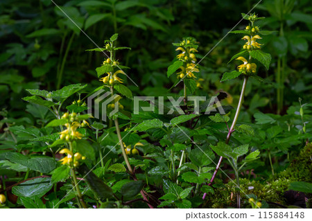 Yellow archangel plant Lamium galeobdolon with flowers and green leaves with white stripes, growing in a forest Yellow archangel plant Lamium galeobdolon with flowers and green leaves with white stripes, growing in a forest 115884148